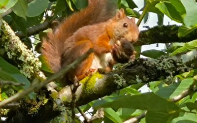 L&rsquo;arbre et l&rsquo;écureuil