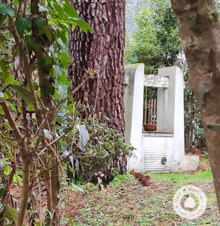 ecureuil elagage abattage taille arbre piriac guerande mesquer la turballe la baule pornichet saint nazaire le pouliguen le croisic 2