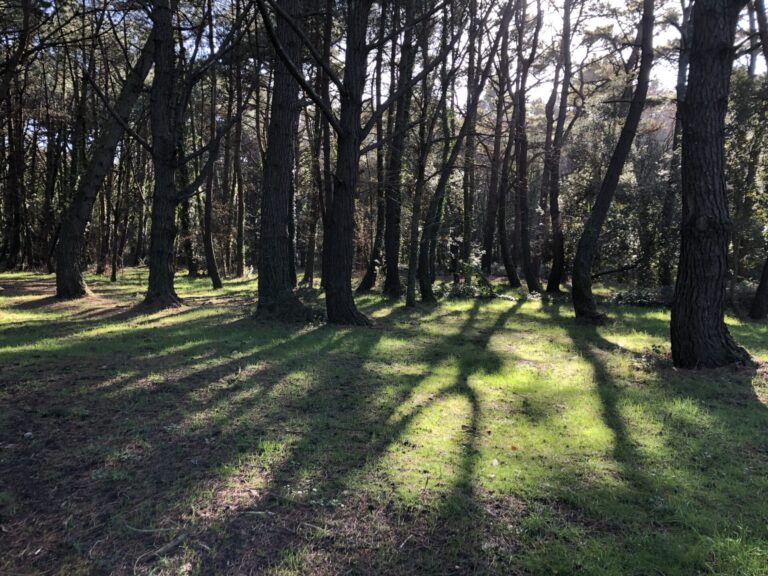 ecureuil elagage abattage taille arbre piriac guerande mesquer la turballe la baule pornichet saint nazaire le pouliguen le croisic 3