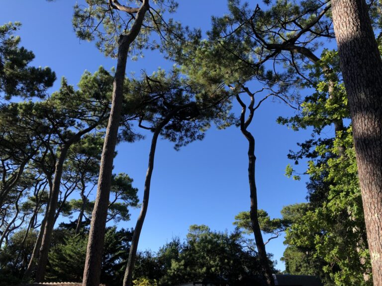 L’arbre qui grossit, l’arbre qui maigrit