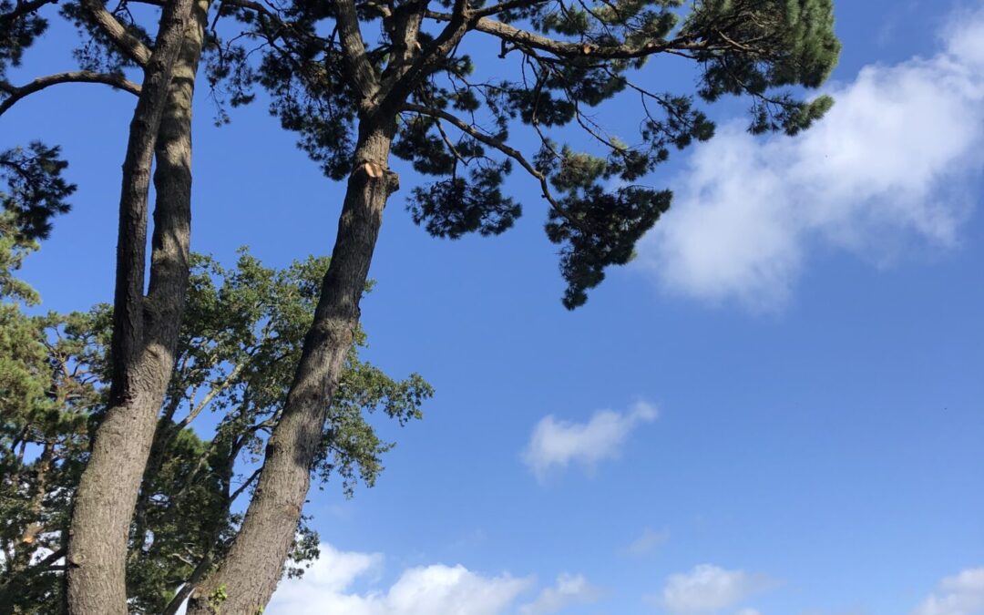L’arbre qui grossit, l’arbre qui maigrit
