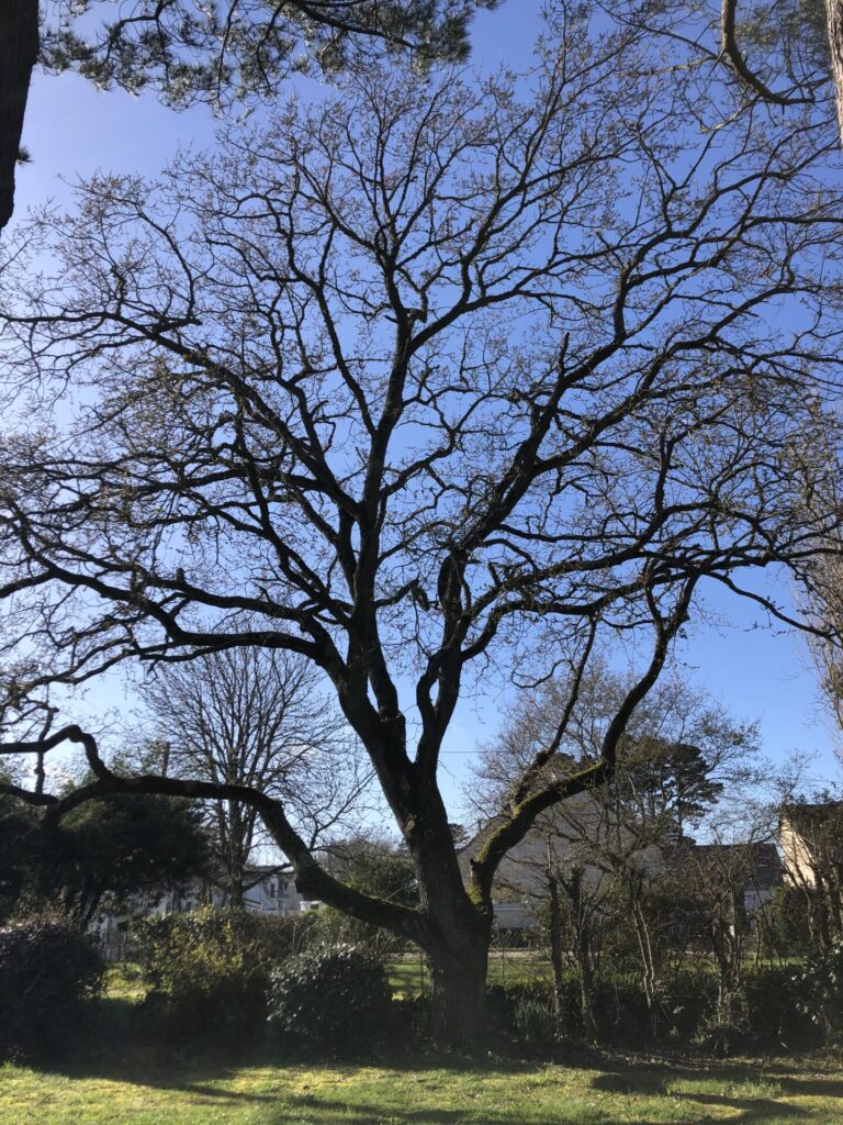 Chêne à Guérande illustrant la mécanique du bois et les bois de réaction