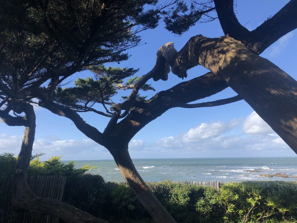 Cyprès sculpter par les vents à Piriac sur mer proche de Mesquer et La Turballe.
