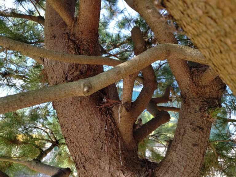 Houppier d'un arbre montrant les adaptations aux contraintes environnementales