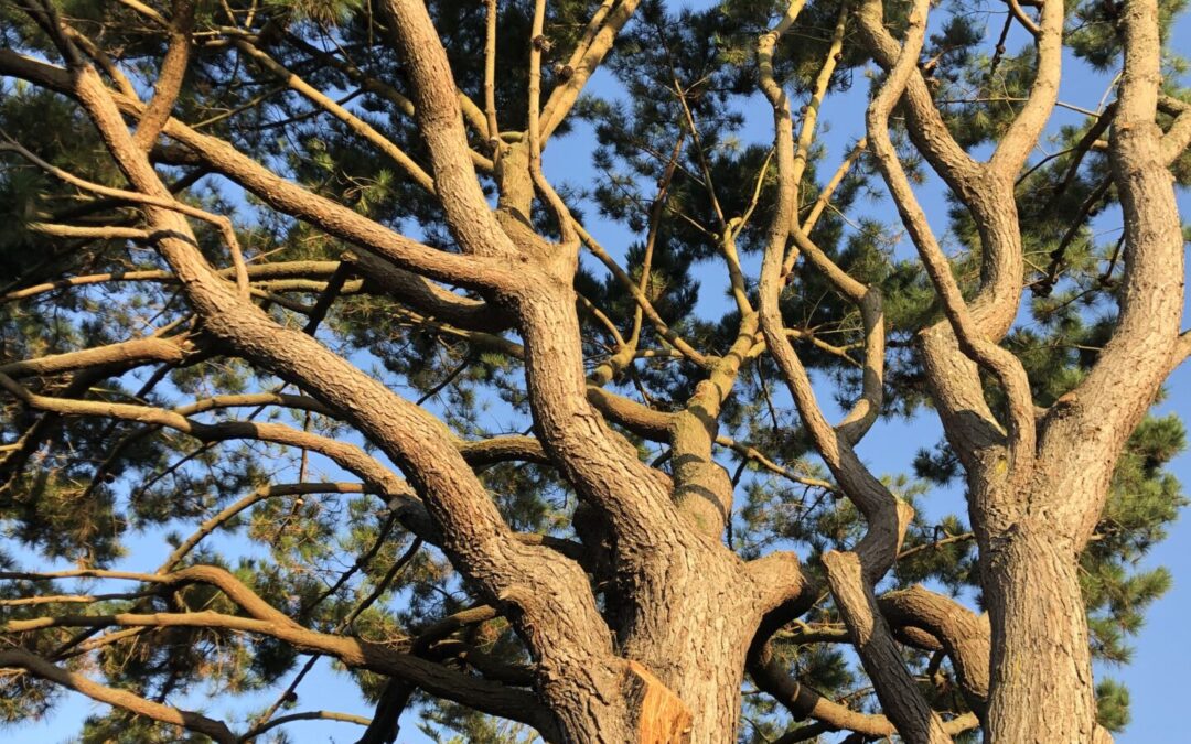 Des rameaux et des raisons : l’ordre caché du chaos végétal