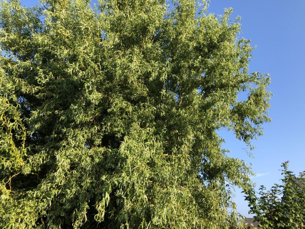 arboriste grimpeur Guérande saule tortueux