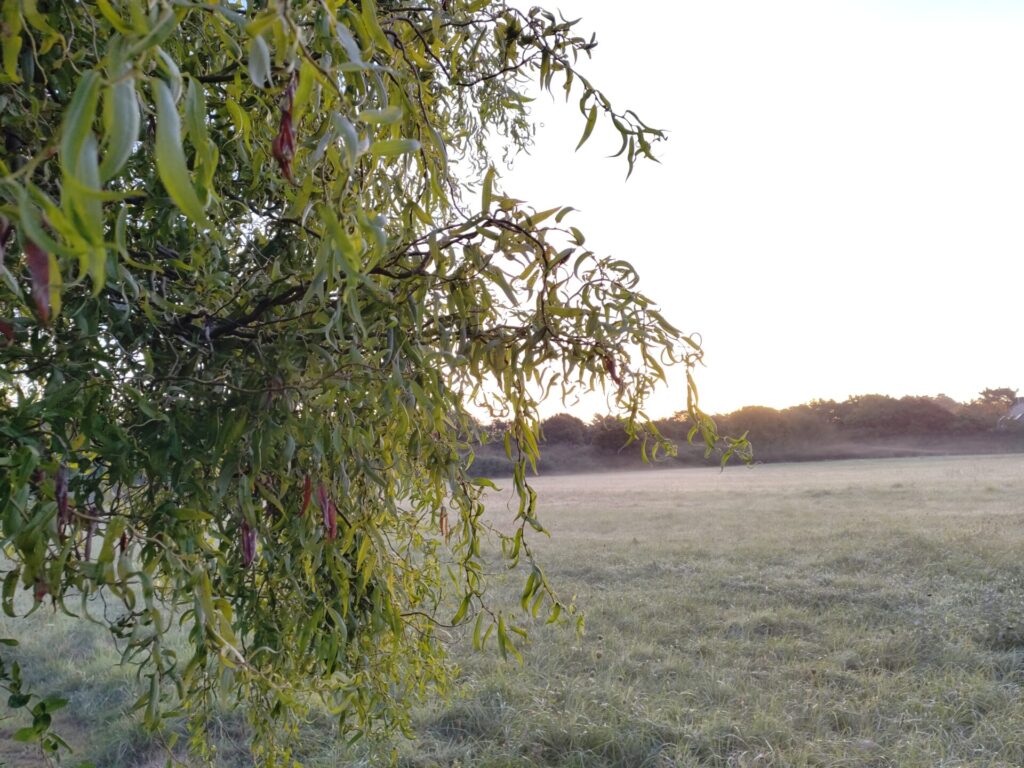 entreprise élagage abattage arboriste grimpeur Guérande