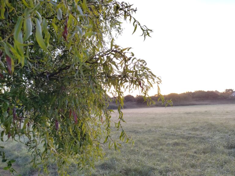 entreprise élagage abattage arboriste grimpeur Guérande