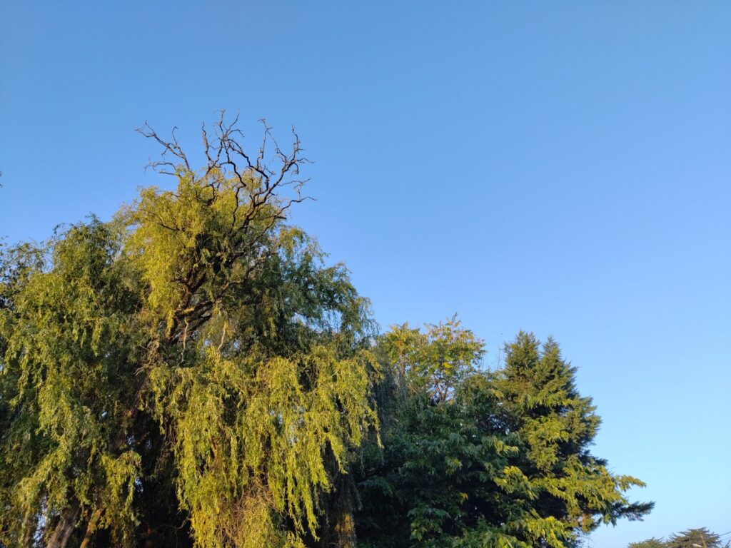 élagage abattage Guérande saule tortueux