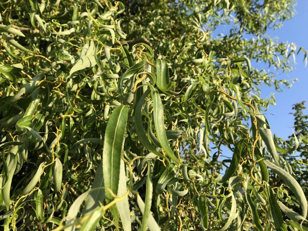 abattage élagage Guérande saule tortueux