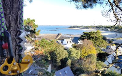 Taille d’éclaircie et sanitaire, sur des pins maritimes à Mesquer, Lanséria Quimiac .