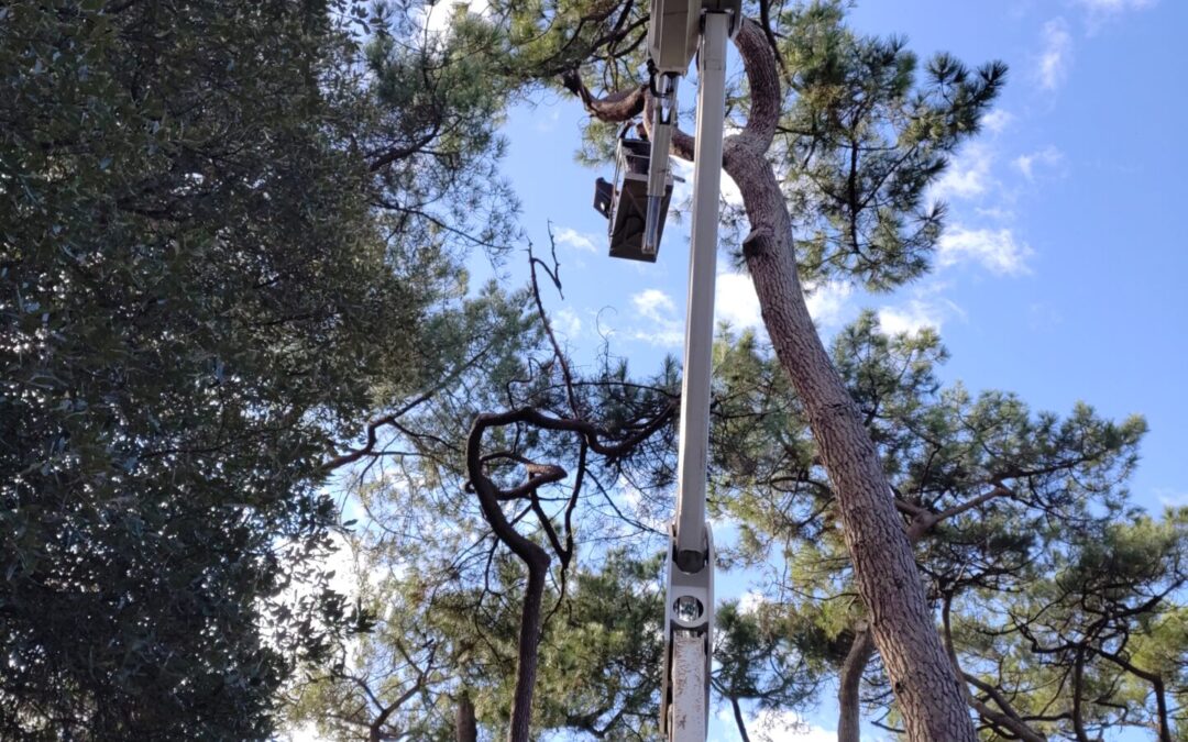 Taille sanitaire sur un pin maritime dans le bois de Quimiac à Mesquer avec nacelle