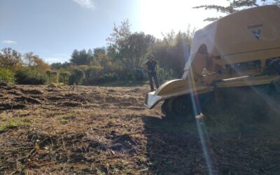 Rognage de souche de pin à la Turballe, presqu’ile Guérandaise