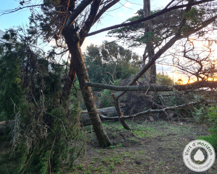 Arbre fragilisé après tempête à Guérande en Presqu’île Guérandaise