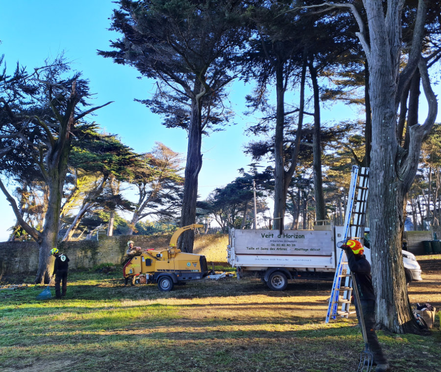 Arboriste grimpeur réalisant un démontage sécurisé d’un arbre fragilisé après tempête en Presqu’île Guérandaise