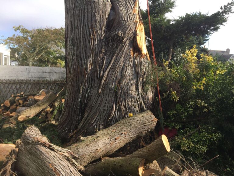 taille drastique arbre elagage abattage guerande la baule mesquer piriac 2