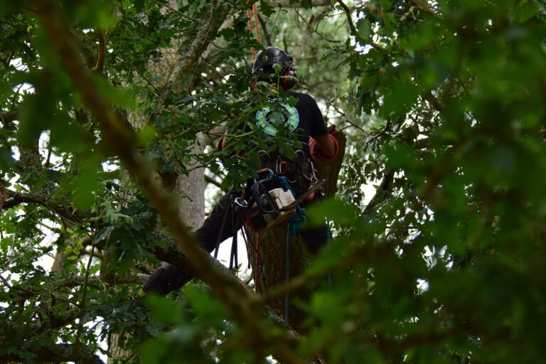 taille drastique arbre elagage abattage guerande la baule mesquer piriac 4