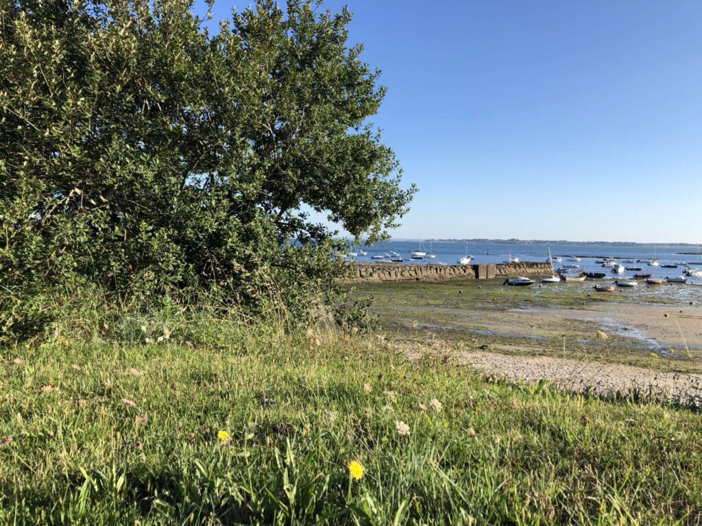 taille d'arbre élagage abattage Mesquer presqu'ile de Guérande