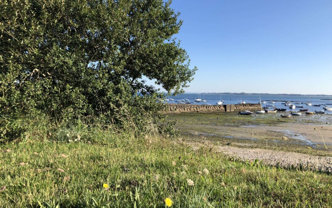 La Taille drastique de l&rsquo;arbre
