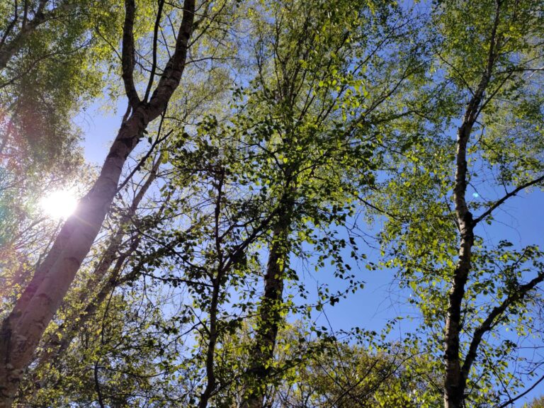 Bouleau élagage abattage Piriac Guérande
