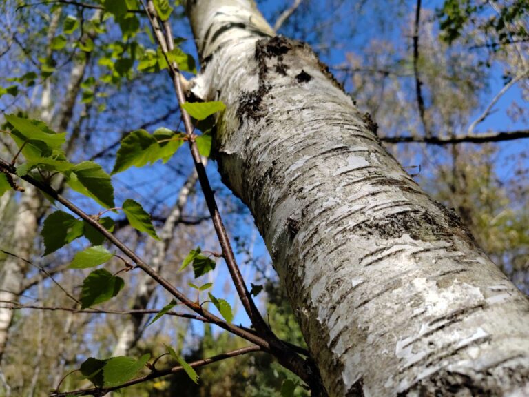 IMG_20260406_120232611