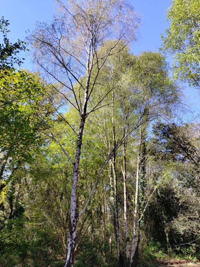 Bouleau élagage abattage Piriac Guérande