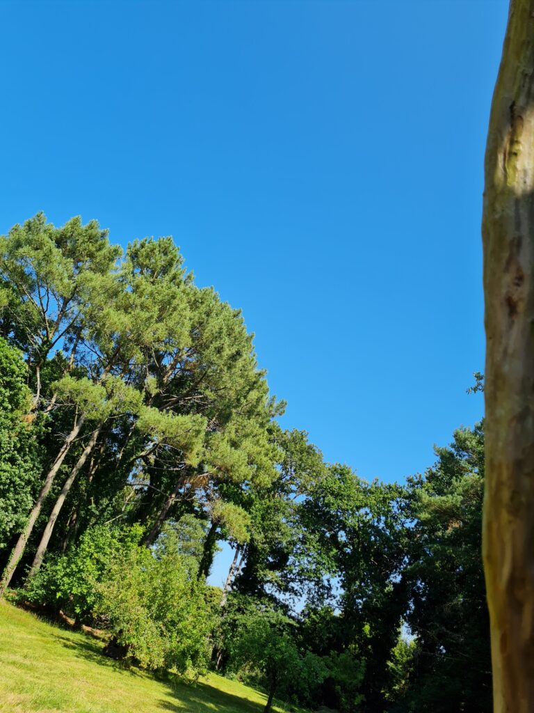 bois vivant abattage elagage piriac guérande mesquer 6
