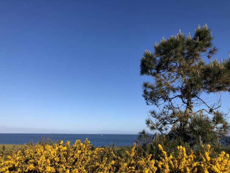 l&rsquo;arbre et la mer 2