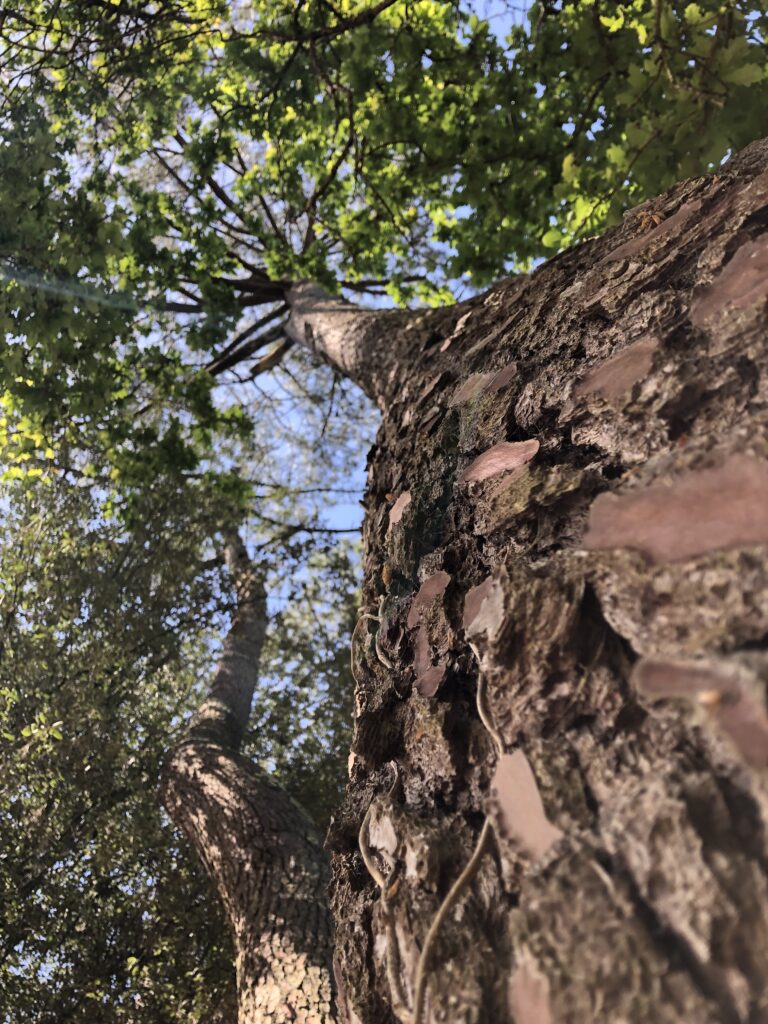 l&rsquo;arbre et la mer 5