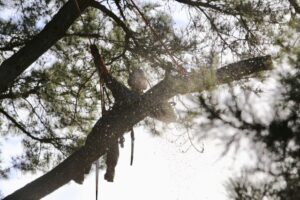 l&rsquo;arbre et la mer 6