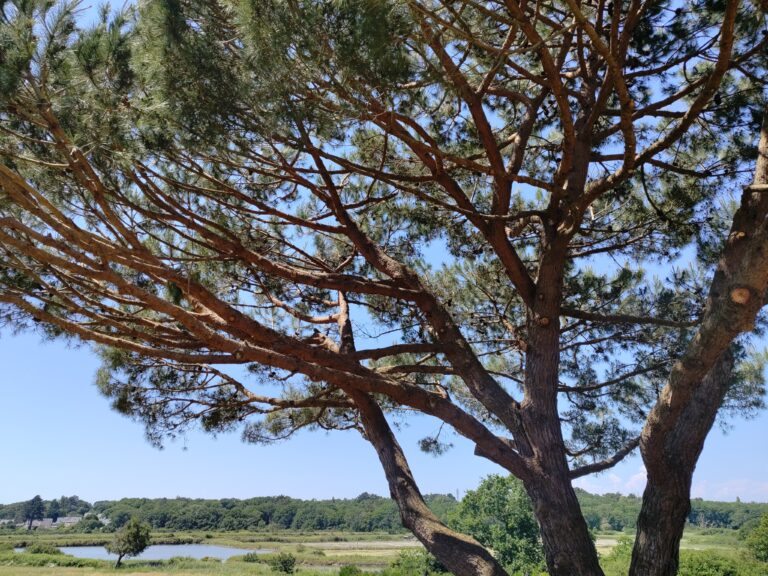 l&rsquo;arbre et la mer 7