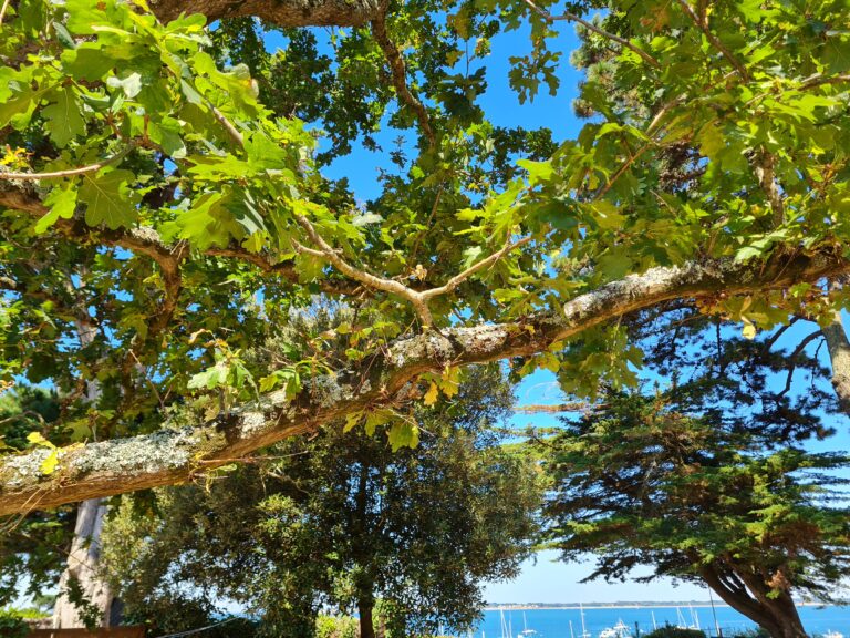 rib de l’arbre chene abattage elagage