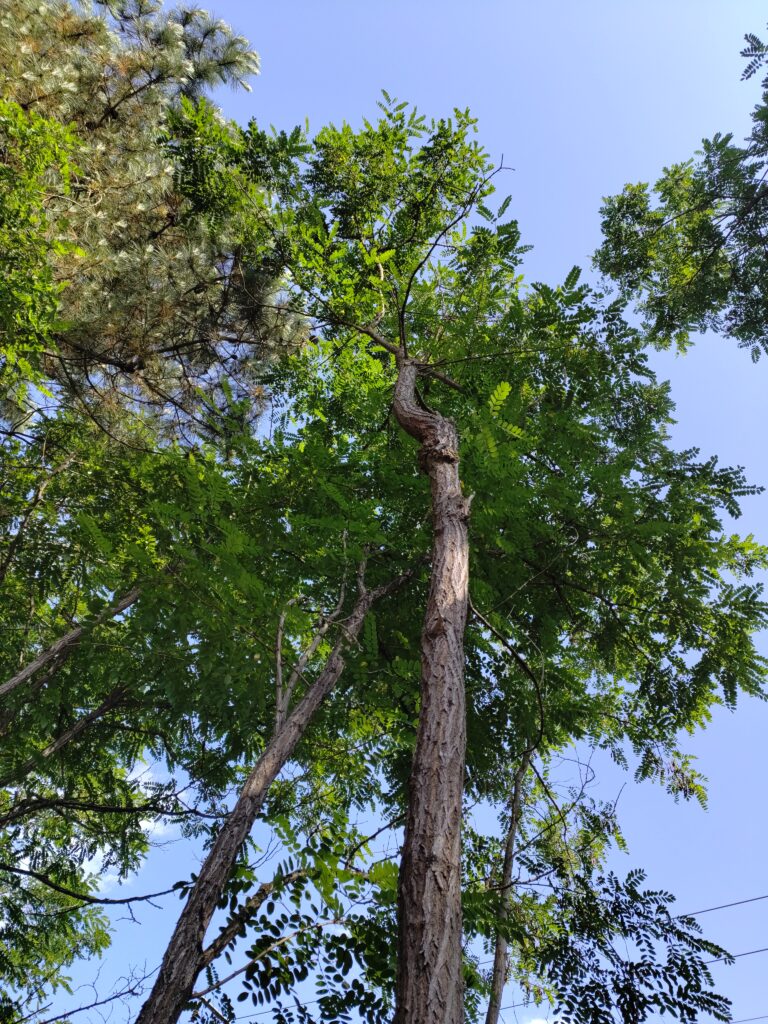 rib de l’arbre robinier abattage elagage