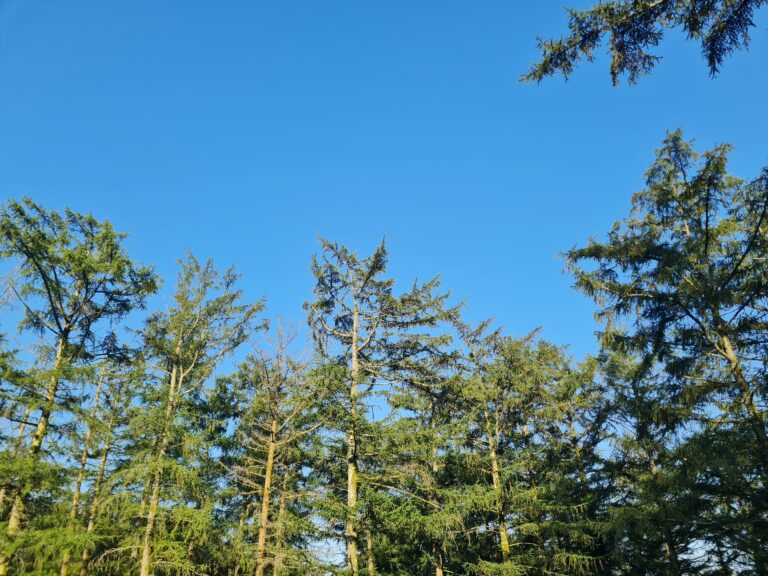 rib de l’arbre sapin abattage elagage