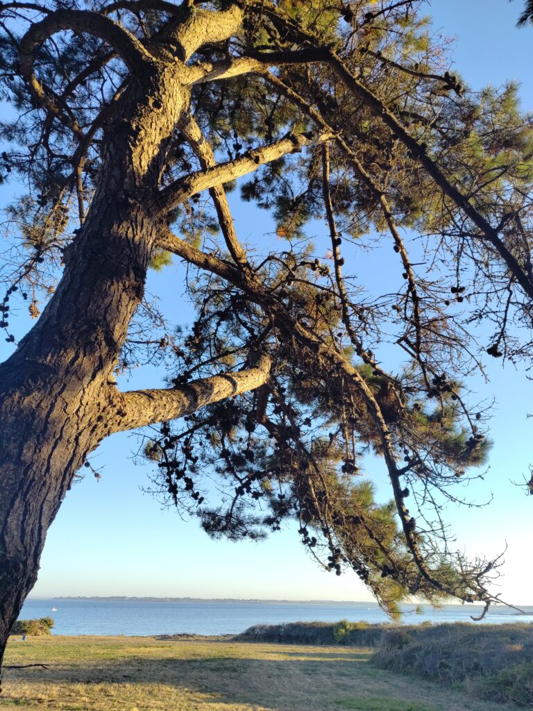 mycorhises arbre elagage abattage guerande la baule 2