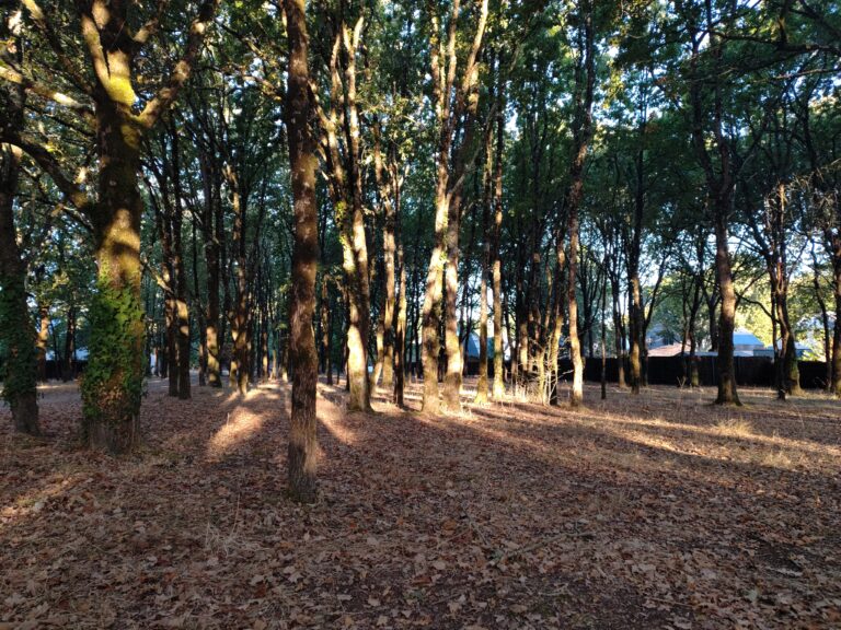 mycorhises arbre elagage abattage guerande la baule 3