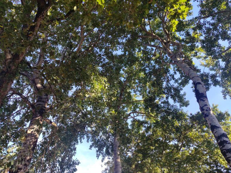 mycorhises arbre elagage abattage guerande la baule 4
