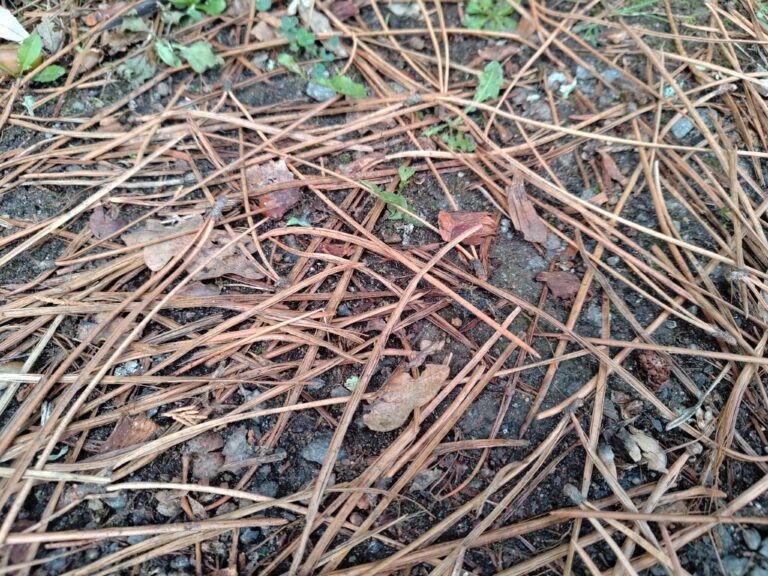 mycorhises arbre elagage abattage guerande la baule 6