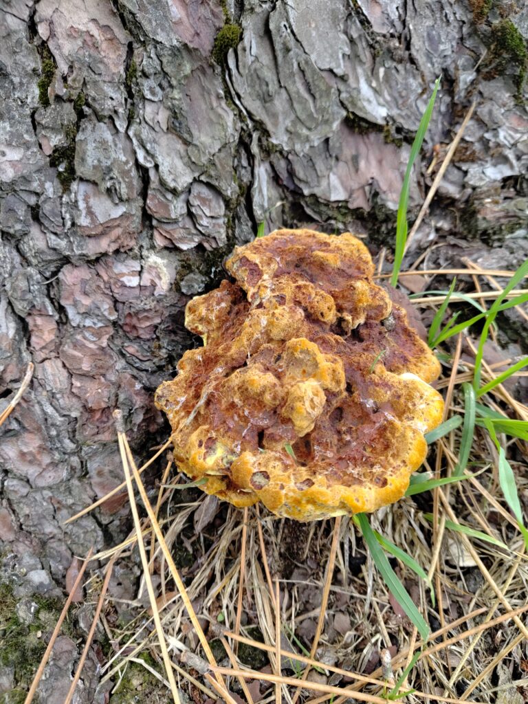 mycorhises arbre elagage abattage guerande la baule 7