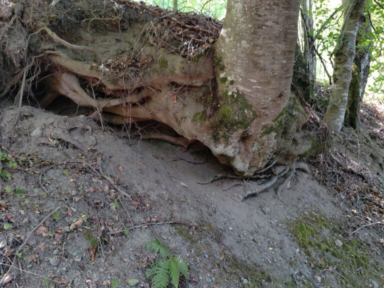 arbre dangereux elagage abattage guerande piriac la baule 2
