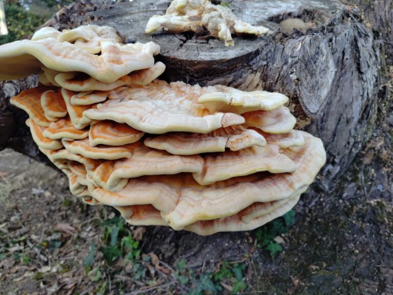 arbre dangereux elagage abattage guerande piriac la baule 4