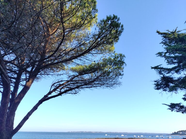 arbre dangereux elagage abattage guerande piriac la baule 5