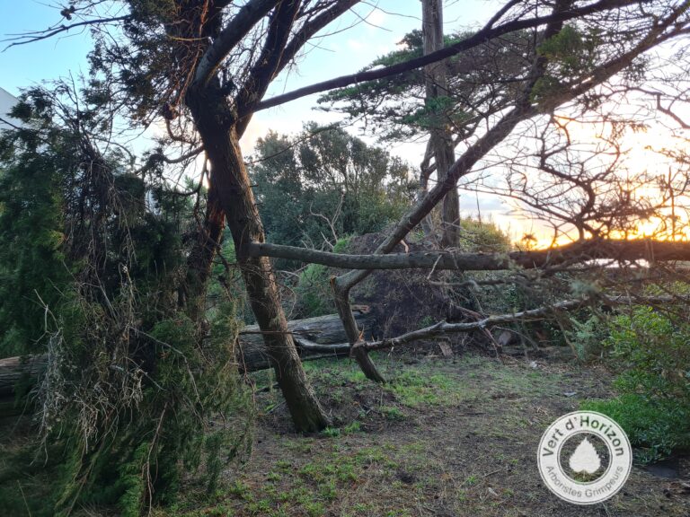 arbre dangereux elagage abattage guerande piriac la baule 7